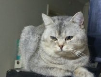 2 Yaşında Aşıları Tam Erkek Kedi Duman Yuvasını Arıyor