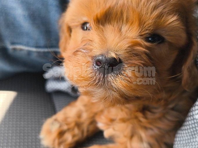 Orjinal Maltipoo Yavrusu 50 Günlük