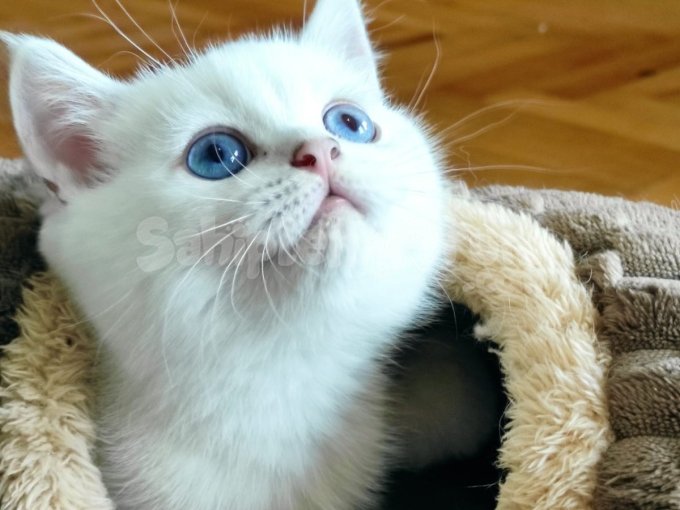 Safkan British Shorthair Ns1133