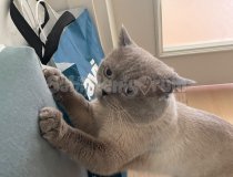 Çok Uysal British Erkek Kedi Ücretsiz Sahiplendirilecektir