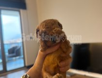 Ev Ortamında Özenle Bakılan Dünyalar Tatlısı Poodle Yavrular