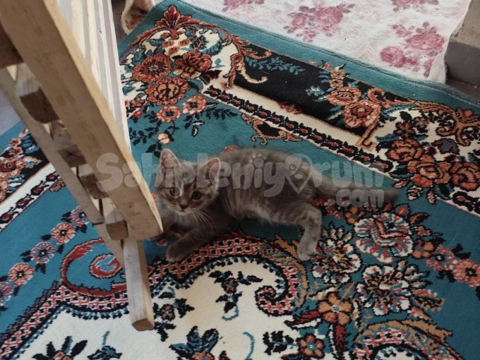 Acil Yuva Arayan Çok Sevecen Yavru Kedi