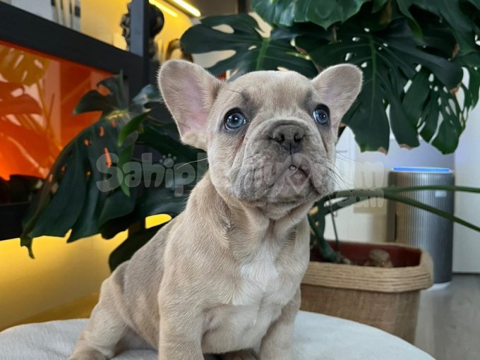 Egzoti̇k French Bulldog Yavrularim Hari̇ka Renkler