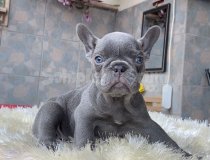 Egzoti̇k Blue French Bulldog Yavrularim Safkan