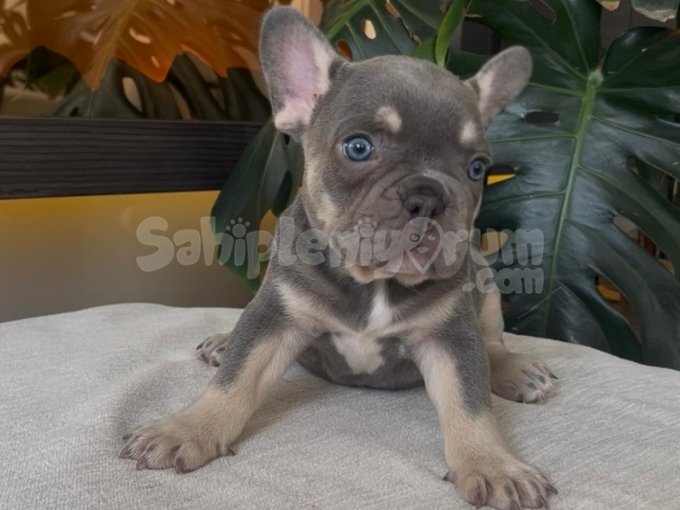 Rengarenk French Bulldog Yavrularim Egzoti̇k