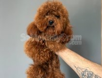 Ücretli Kokmaz Tüy Dökmez Kore Poodle