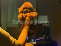 Ücretli Poodle Yavru Bebekler Istanbul