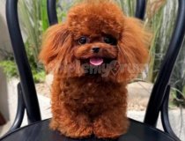 Ücretli Saglik Garantili Kore Poodle