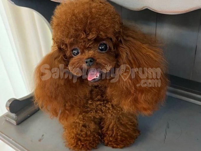 Kore Toy Poodle Yavrular Tüy Dökmez