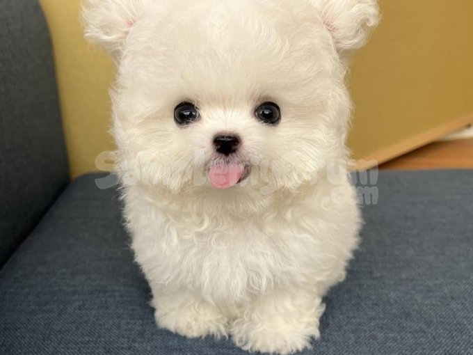 Kokmaz Tüy Dökmez Orjinal Maltipoo