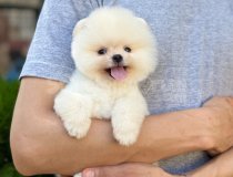 Thai Secereli Pomeranian Yavrular