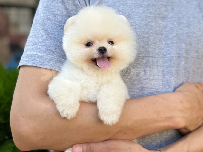 Thai Secereli Pomeranian Yavrular