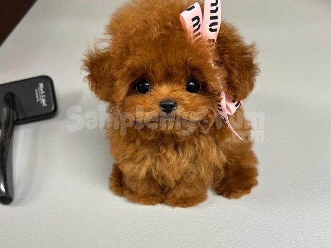 Kore Poodle Yavrular Orjinal Disi Ve Erkek