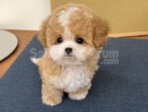 Mini Maltipoo Kore Anne Baba Yavrular