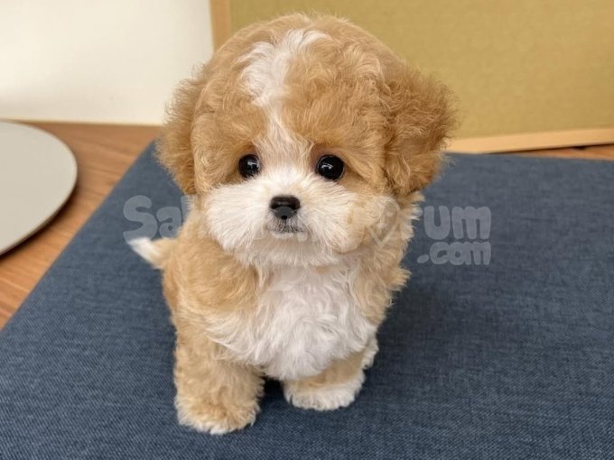 Mini Maltipoo Kore Anne Baba Yavrular