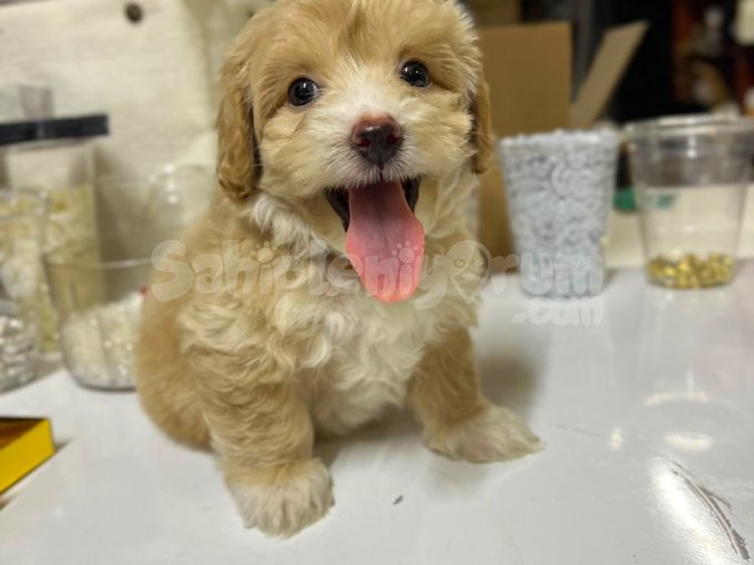 A Kalite Maltipoo Yavrumuza Yeni Yuva