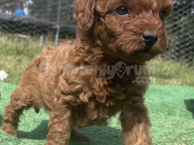 Toy Poddle Bebişler. İzole Büyümüş 2 Dişi 2 Erkek.
