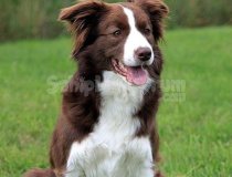 Dünyanin En Zeki Köpeği Border
