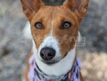 Havlamaz Zeki Enerjik Basenji Yavrular
