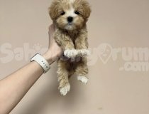 Irk Ve Sağlık Garantili Maltipoo Yavrular