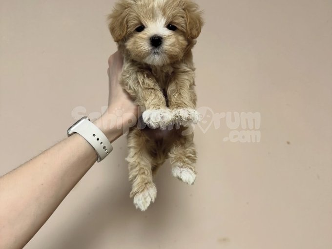 Irk Ve Sağlık Garantili Maltipoo Yavrular