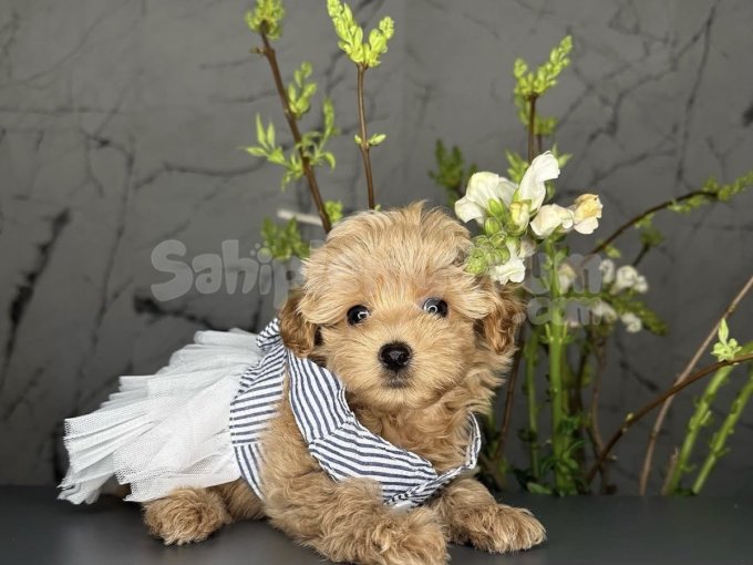 Mini Boyut Maltipoo Bebekler Yuva Arıyor