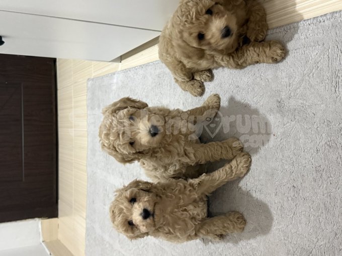 Minik Poodle Yavrularımız Yeni Sahiplerini Arıyor ????
