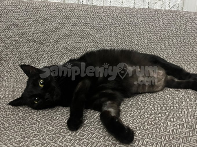 İzmir / Seyahatlerim Nedeniyle Can Dostuma Ömürlük Yuva Arıy