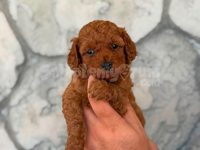 Toy Poodle Orjinal Irk Garantili