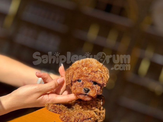 Toy Poodle Mini Mini Bebekler.