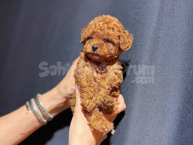 Toy Poodle Kore Teacup Üst Düzey Gen