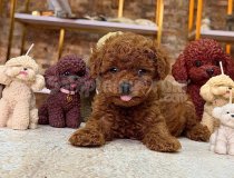 Toy Poodle Mini Mini Bebeklerr