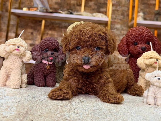 Toy Poodle Mini Mini Bebeklerr